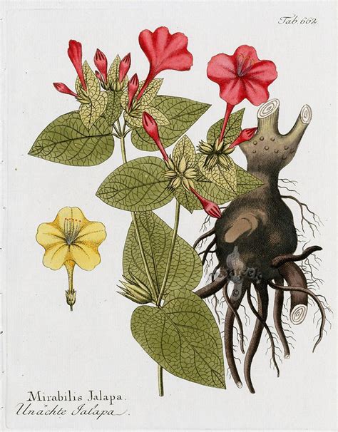 Mirabilis Jalapa From Ferdinand Vietz Icones Plantarum 1800 1822