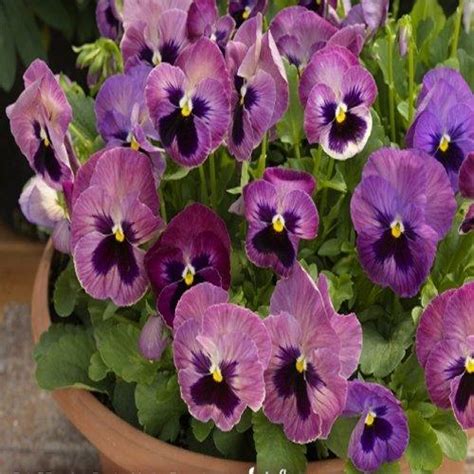 Pansy Delta Premium Persian Medley Pansy From Plantworks Nursery
