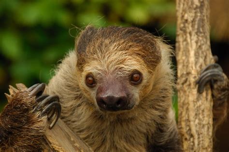 Saving Sloths In Costa Rica Cincinnati Zoo And Botanical Garden®