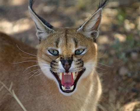 Caracal Wild Cats All Animals Pictures Animals Wild
