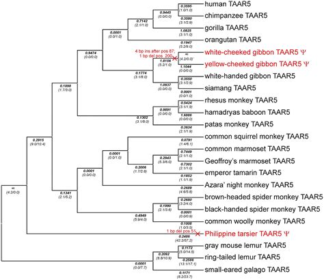Primate Phylogenetic Tree