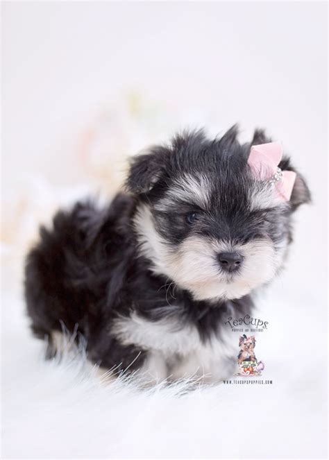 She is engaging and easy to get along with. Morkie Puppies For Sale Miami | Teacup Puppies & Boutique