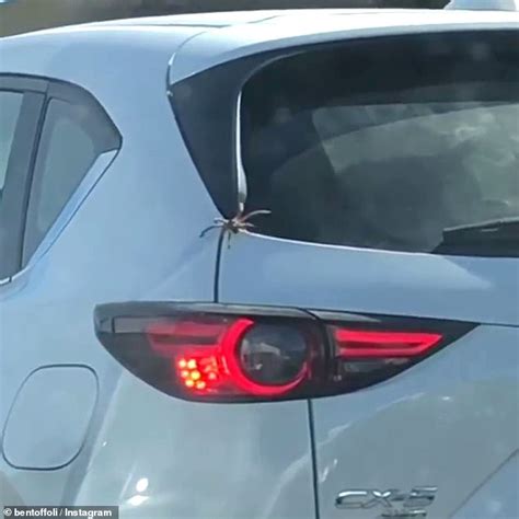 Terrifying Moment Huntsman Spider Crawls Into A Car Stopped In Traffic