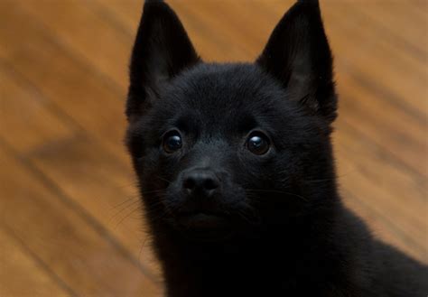 12 6 Months Old Special Schipperkes Dog Puppy For Sale Or Adoption