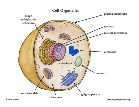in this figure the anatomy of an animal cell with organelles labeled. Grade 6-8 - MS-LS1 From Molecules to Organisms: Structures ...