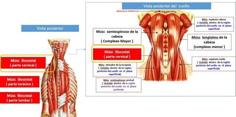 Anatomía De Los Músculos De La Espalda Fit People