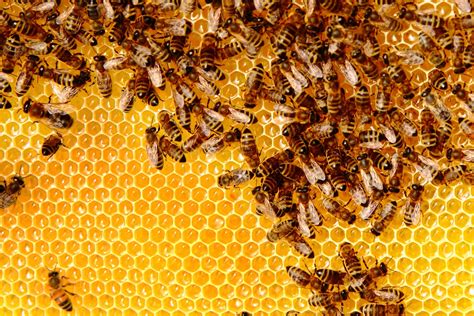 13 Types Of Honey Bees