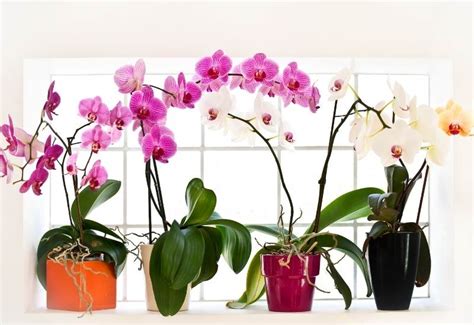 22 Types Of Orchids With Pictures And How To Care For Them