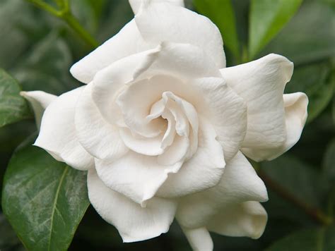 Gardenias White Roses Of The Tropics Tropical House And Garden