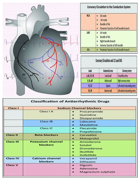 Ekg Pocket Card Анатомия сердца Учащиеся медучилища Медицинская школа
