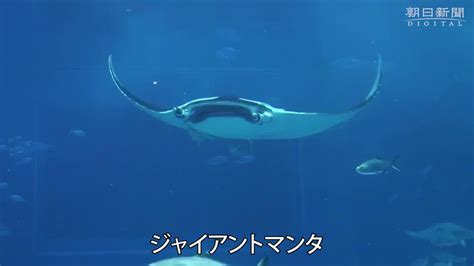 朝日新聞 映像報道部 on twitter 世界最大のエイといわれる ジャイアントマンタ（和名オニイトマキエイ）の飼育に、 沖縄美ら海水族館（沖縄県本部町）が世界で初めて成功しました