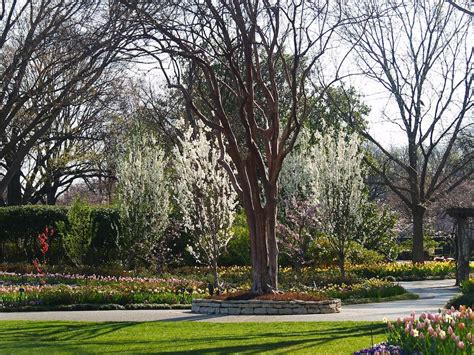 Cherry Blossom Trees Dallas Arboretum Dallas Blooms 2014 Cherry