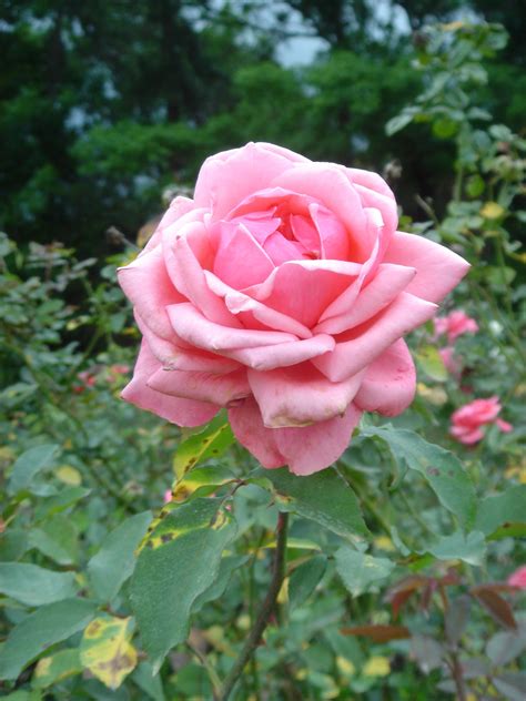 Fotos Gratis Flor Pétalo Floribunda Planta Floreciendo Rosas De