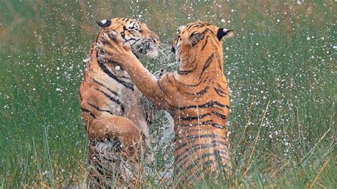 Worlds Best Wildlife Photos Awarded Daily Telegraph