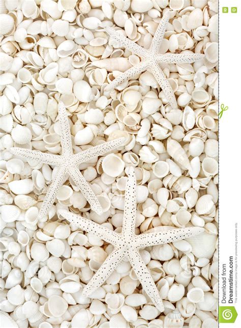 Starfish And Seashell Background Stock Photo Image Of