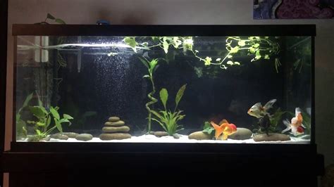 Fancy Goldfish Tank Youtube