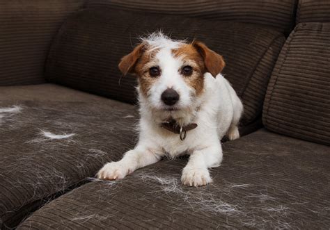 How To Easily Remove Pet Hair From Your Apartment Essex