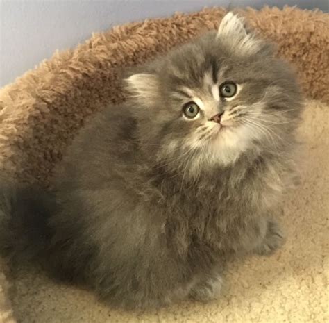 Should i get a ragdoll kitten? Ragdoll Cats For Sale | Rochester Hills, MI #216600