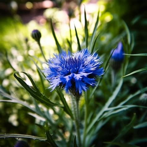 Cornflower Plant Complete Guide And Care Tips Urbanarm