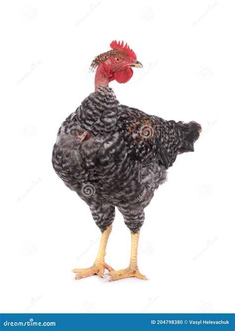 Naked Neck Rooster Isolated On White Stock Photo Image Of Isolated