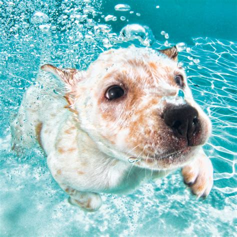 Süße hunde welpen hundewelpen supersüßer welpe flauschige tiere süße tiere bilder süße baby tiere kleine hunde niedliche tierbabys lustige tiere. Hunde unter Wasser - Die Leidenschaft von Seth Casteel ...
