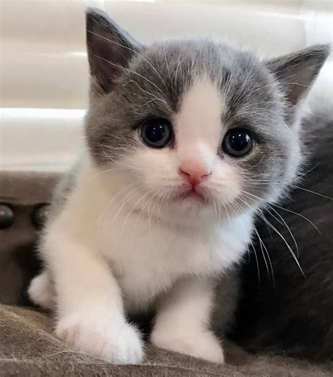Pin Von Georgia Krstic Auf Cats And Kittens ️ ️ ️ Baby Katzen