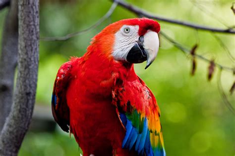 Toronto Zoo Parrot Leandercanaris Flickr