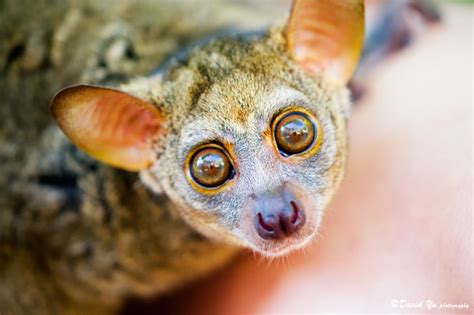 Bush Baby Bush Baby David Yu Flickr