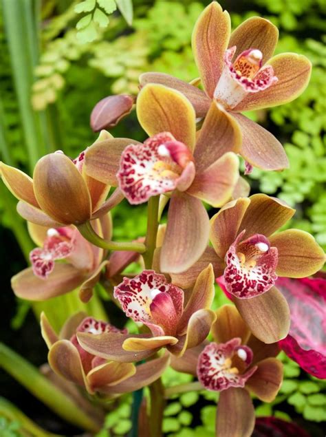 31 Different Types Of Orchids With Names Facts And Pictures