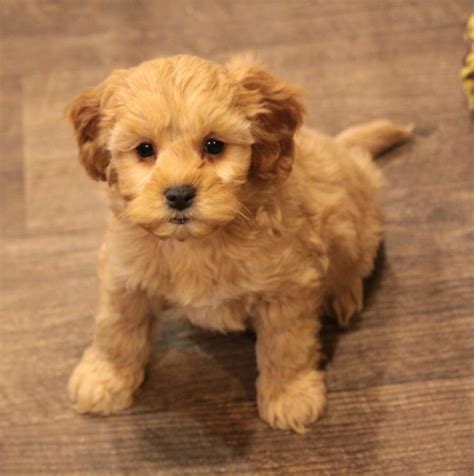 It's also impossible to know what a puppy will get into when you turn away for a moment and there needs to be a place to put him when you can't supervise directly. Cavapoo Puppies For Sale | Tulsa, OK #292477 | Petzlover