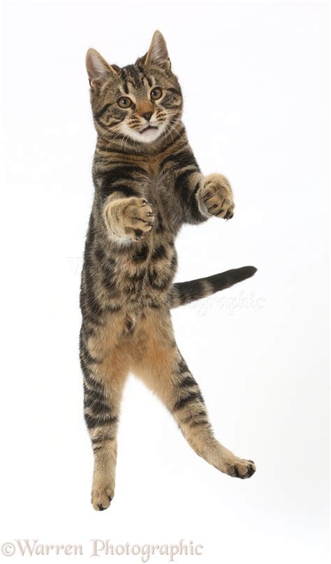 Tabby Cat Jumping In The Air Photo Wp42780