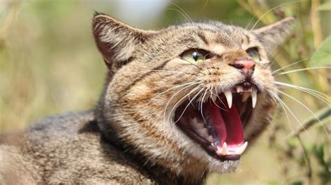 Feral Cats Are Killing Three Billion Native Animals Each Year The