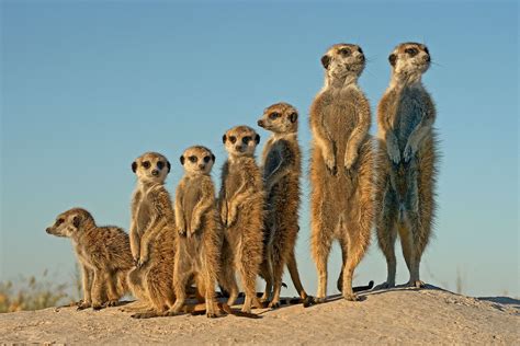 Week 7 Africa Geographic Photographer Of The Year 2016 Meerkat