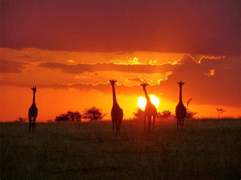 Offbeat Kenya Masai Mara Deloraine House Giraffes At Sunset Sunset