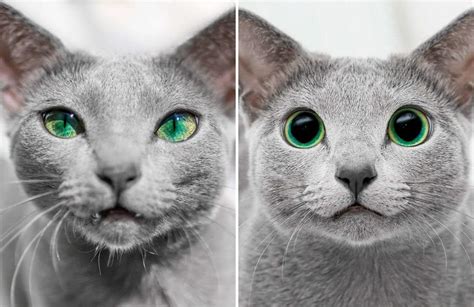 These Beautiful Russian Blue Cats Have The Most Incredible
