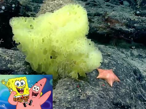 Spongebob And Patrick In Real Life Meet Hertwigia And Chondraster