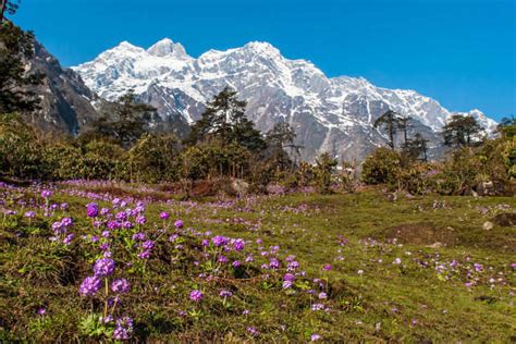 Your Complete Guide To The Valley Of Flowers And Hemkund Sahib