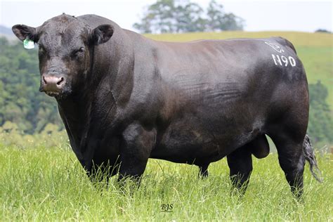 Bull Breeders Angus Bred Cows For Sale Absolute Angus
