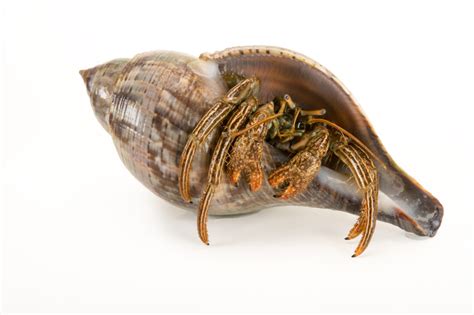 Hermit Crabs Gulf Specimen Marine Lab