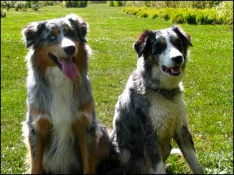 Australian Collie Dog Breed Information Images Characteristics Health