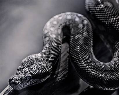 Snake Wallpapers Snakes Desktop 4k 1080p Background