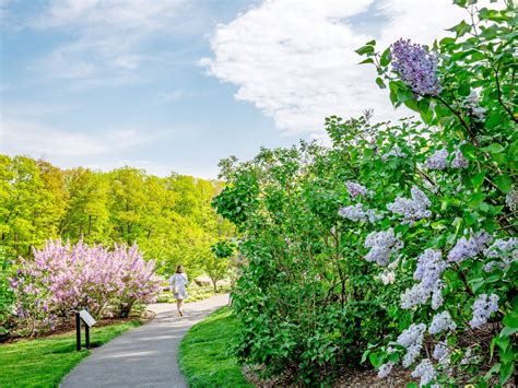 New york botanical garden careers. Lilac Collection » New York Botanical Garden