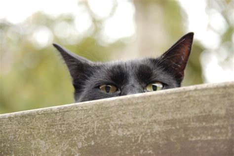 Free Images Watch Animal Pet Kitten Black Cat Fauna Close Up