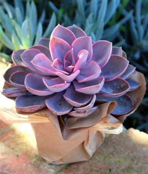 15 Beautiful Succulents That Look Like Something From Another Planet