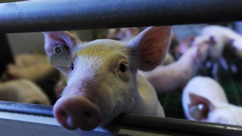 Landwirtschaft Mehr Schweine Auf Einem Haufen Rieser Nachrichten