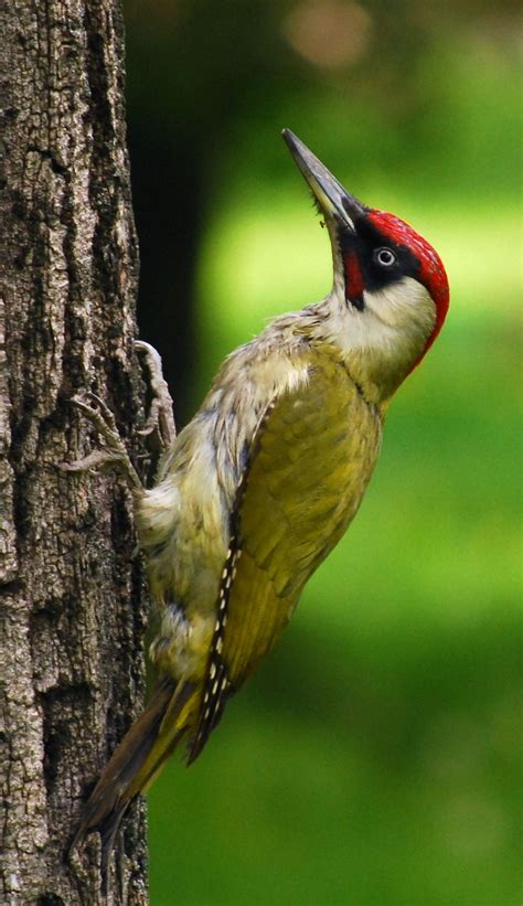 The European Green Woodpecker Picus Viridisa Member Of The