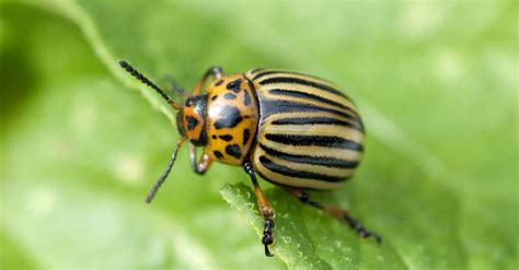 What Do Potato Bugs Colorado Potato Beetles Eat A Z Animals