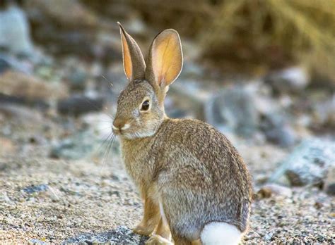 Bunny Photograph Posing Cottontail Rabbit By Amy Sorvillo Wild