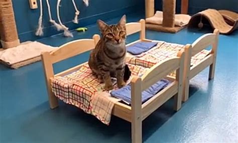 Evolves into creepmallow at level 10. Viral video shows shelter cats enjoying doll beds donated ...