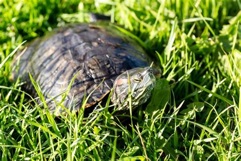 Pond Slider Turtle Trachemys Scripta On The Green Grass Close Up Image